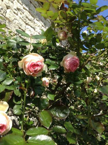 Bed & Breakfast Logis De Guitres - Chambres D'hotes