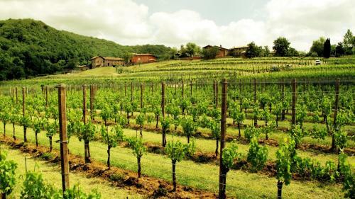 Agroturismo Agriturismo L'uva E Le Stelle