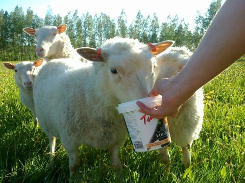 Nestorinranta Bed & Breakfast