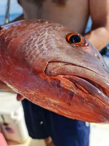 Drake Bay River View - Glamping Eco Lodge