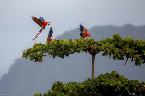 Bah�a Encantada H4