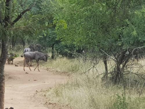 Bosveld Bruilof & Bushaway Lodge