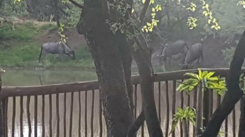 Bosveld Bruilof & Bushaway Lodge