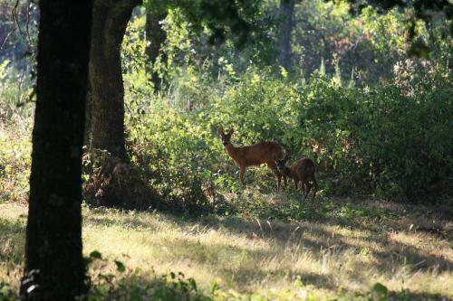 Bed & Breakfast Ch�teau Le Briou D'autry