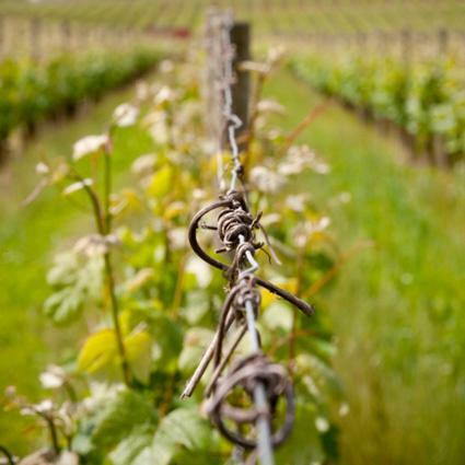 Bed & Breakfast Ch�teau Soucherie