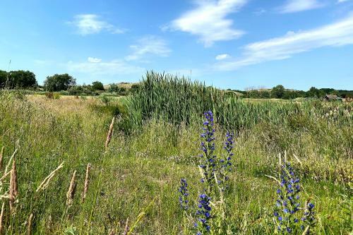 Prachtige Duinvilla's Op Natuurpark