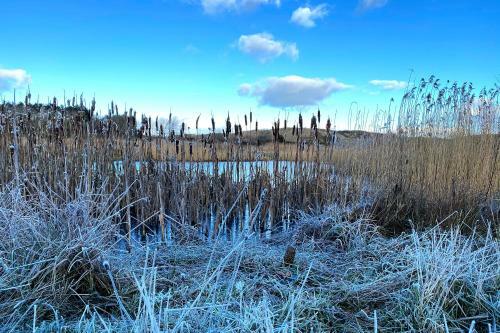 Prachtige Duinvilla's Op Natuurpark