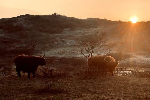 Prachtige Duinvilla's Op Natuurpark