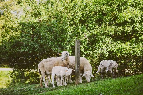 Agroturismo Tourist Farm Samec