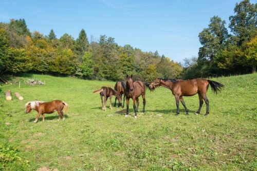 Apartment Zynga - Stud Farm