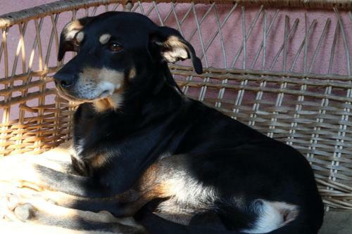 Frenk Cottage 5 Km From The Airport