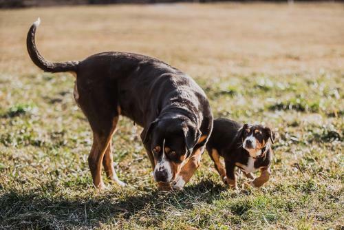 Hostal Farm Stay ?urej