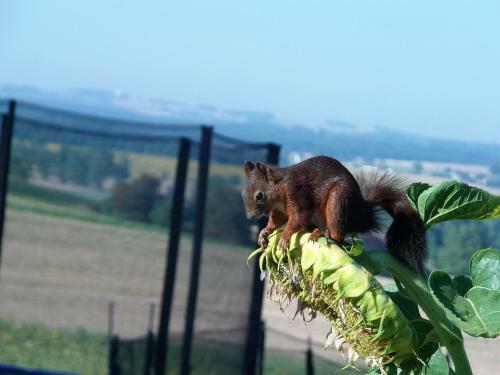 Domaine Des Cadets De Gascogne