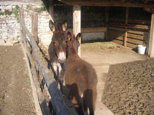 Apartamento Tourist Farm Tonin