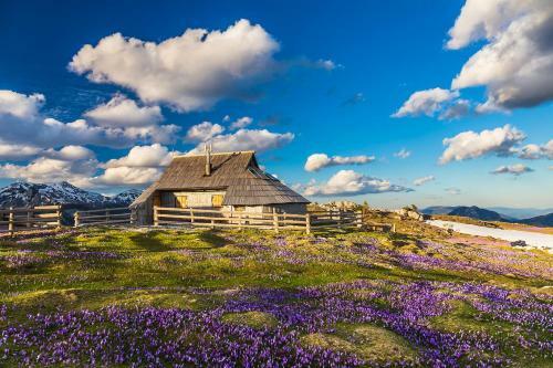 Ko?a Ojstrica - Velika Planina