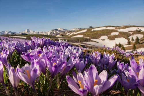 Ko?a Ojstrica - Velika Planina