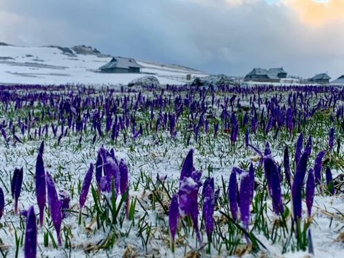 Ko?a Ojstrica - Velika Planina