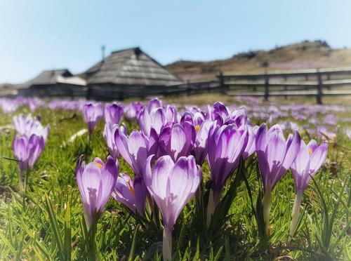 Ko?a Ojstrica - Velika Planina