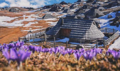 Ko?a Ojstrica - Velika Planina