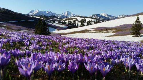 Ko?a Ojstrica - Velika Planina