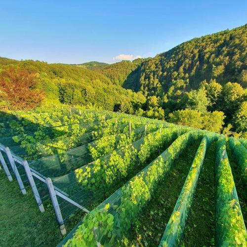 Vineyard Cottage Matej