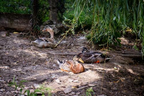 Apartment Organic Farm Hvadnik