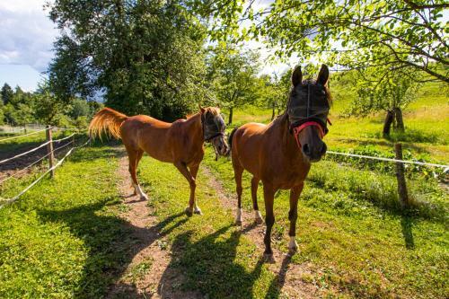 Apartment Organic Farm Hvadnik