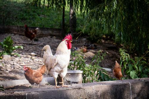 Apartment Organic Farm Hvadnik