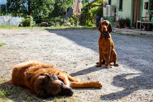 Apartment Organic Farm Hvadnik