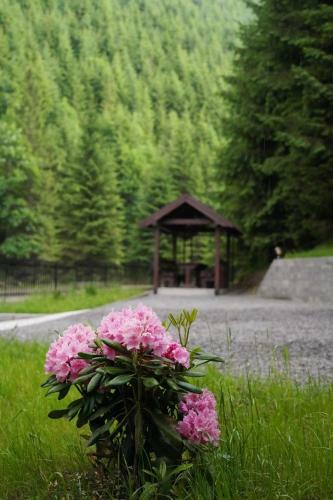 Sweet Home