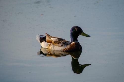 Apartamento Carmels Caravan Borwick Lakes