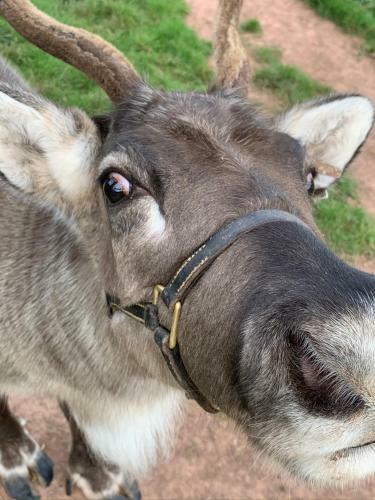 Bed & Breakfast The Reindeer Retreat Daisy Double