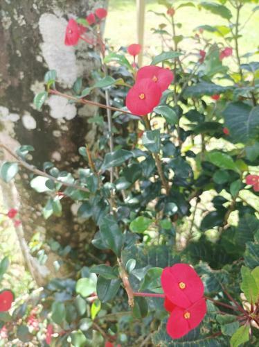 Casa De Monta�a Amapola