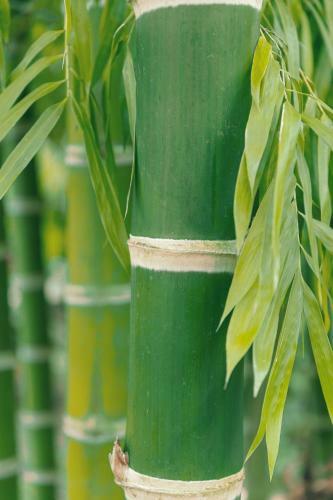 Apartamento Bamboos Vision