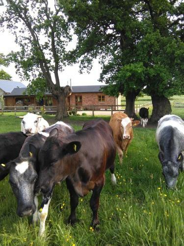 Apartamento Acorn Annex