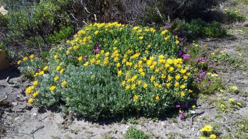 Bed & Breakfast Wave Dancer
