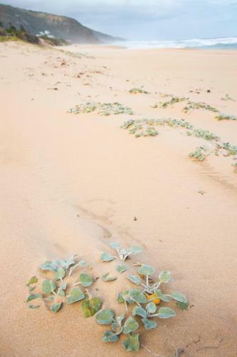 Beach House 11a