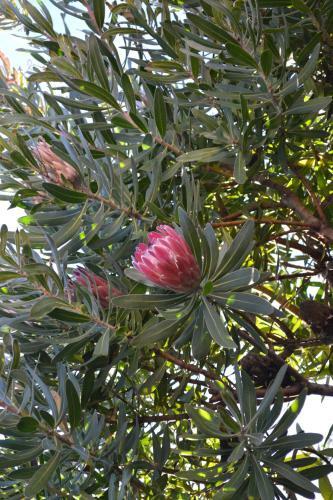 Apartamento C-nic Route Self-catering Accommodation Glentana