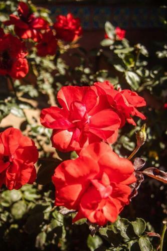 Hostal La Casa Nostra Villa Rose Garden Amore