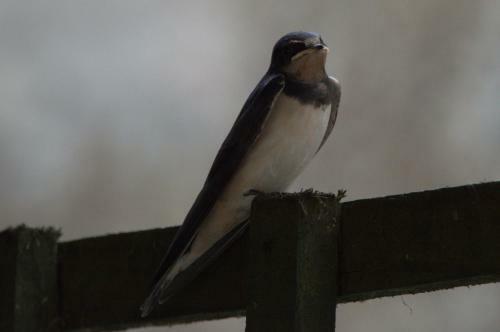 Rosemount Cottage - Highland Cottage