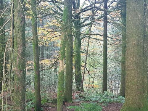 Cosy Cottage In The Blackdown Hills Devon