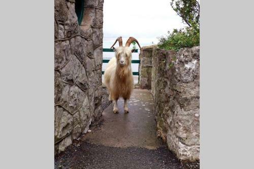 Beautiful Townhouse On The Great Orme, Llandudno Pet Friendly