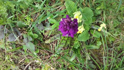 Bed & Breakfast Au Jardin Des Violettes