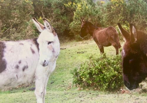 Shorefield Country Park,