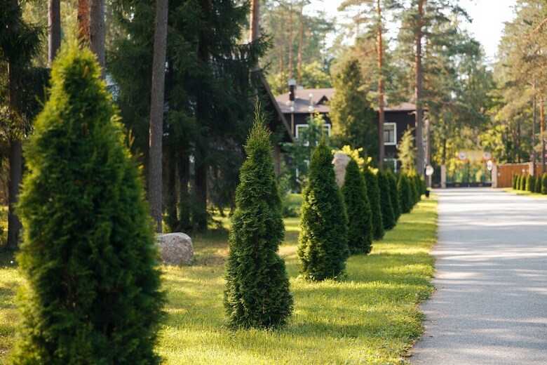 Tsarstvo Korolevstvo