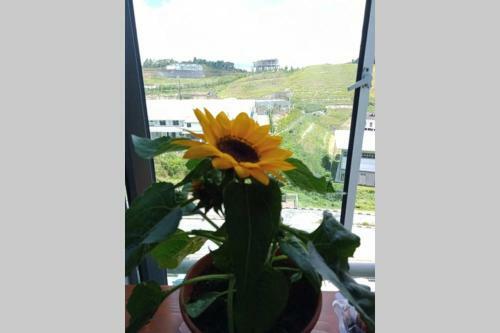 Apartamento Love Lodge Brinchang, Cameron Highlands