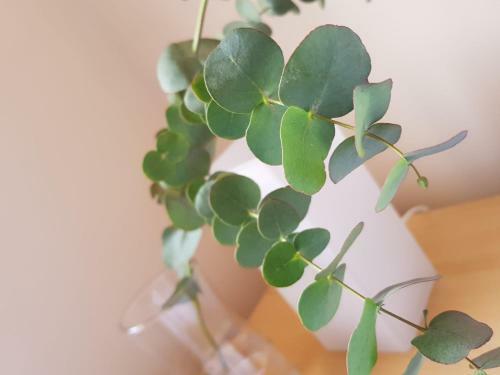 Central Spacious & Stylish Apartment With Free Parking