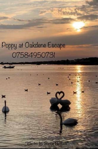 Poppy At Oakdene Forest Park