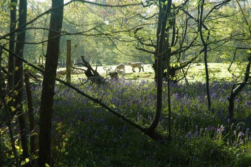 Apartamento Bluebells