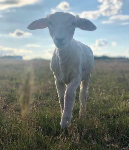 Apartamento Bluebells